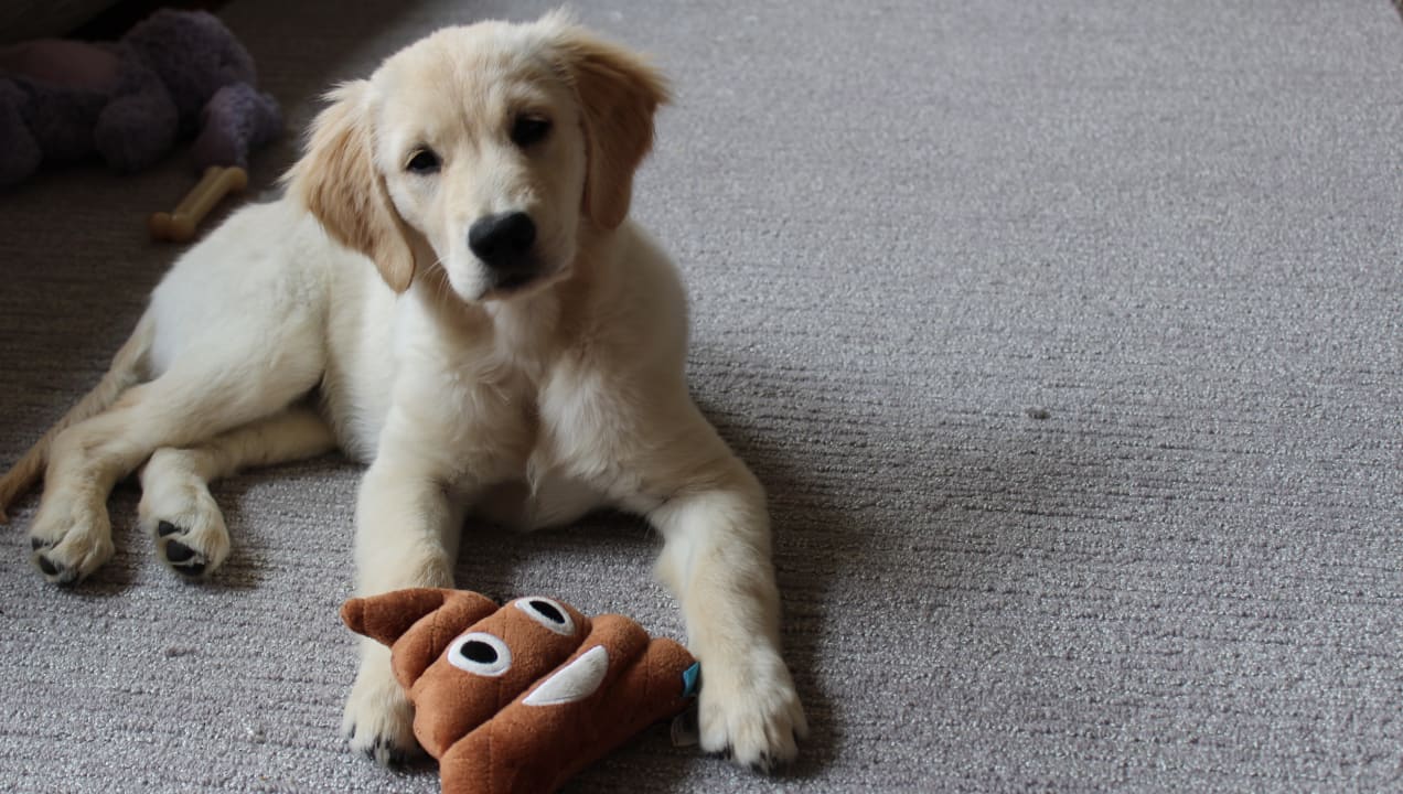 great dog products